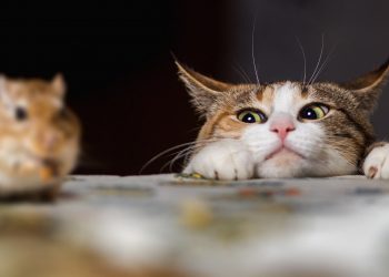 Novel Botnet Hunts Down and Destroys Crypto Mining Malware