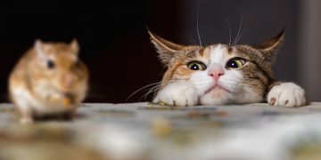 Novel Botnet Hunts Down and Destroys Crypto Mining Malware