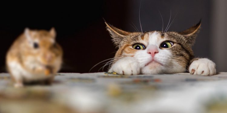 Novel Botnet Hunts Down and Destroys Crypto Mining Malware