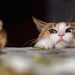 Novel Botnet Hunts Down and Destroys Crypto Mining Malware
