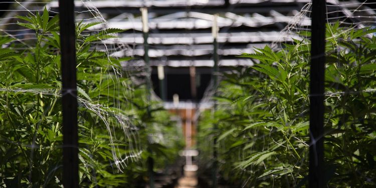 High Times Quietly Removes Crypto Payment Option From IPO Website