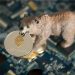 This Meme Marketplace Uses Dummy Tokens to Draw Users in a Bear Market