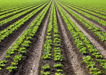 Planting Bitcoin  Part Three: Soil