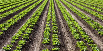 Planting Bitcoin  Part Three: Soil