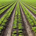 Planting Bitcoin  Part Three: Soil