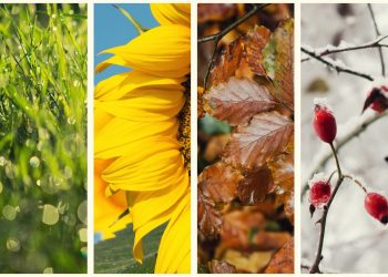 Planting Bitcoin  Part Two: Seasons