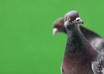 ‘Bitcoin Bug’ Exploited on Crypto Fork as Attacker Prints 235 Million Pigeoncoins