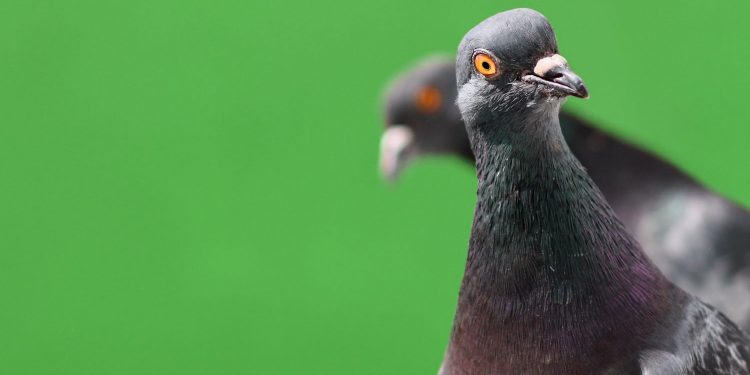 ‘Bitcoin Bug’ Exploited on Crypto Fork as Attacker Prints 235 Million Pigeoncoins