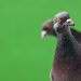 ‘Bitcoin Bug’ Exploited on Crypto Fork as Attacker Prints 235 Million Pigeoncoins