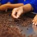Accenture’s New Blockchain App Lets Users Tip ‘Sustainable’ Producers