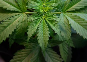 SEC-Fined Crypto Project Abandons Cannabis Co-Working Space Plan