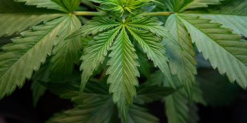 SEC-Fined Crypto Project Abandons Cannabis Co-Working Space Plan