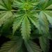SEC-Fined Crypto Project Abandons Cannabis Co-Working Space Plan