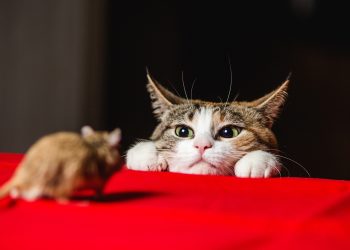 The Cat-and-Mouse Game of Crypto Regulation Enters a New Phase