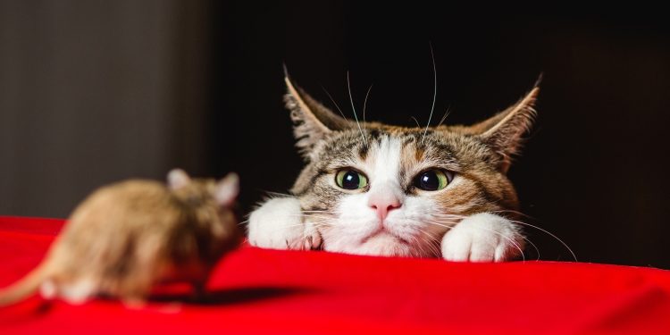 The Cat-and-Mouse Game of Crypto Regulation Enters a New Phase