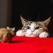 The Cat-and-Mouse Game of Crypto Regulation Enters a New Phase