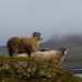 Hyperledger Announces Aries, a Toolkit for Blockchain-Based Identity Management