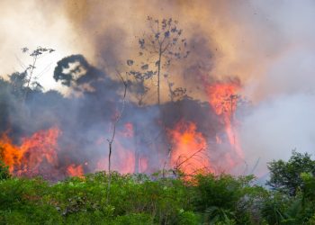 $100K Crypto Donation to Amazon Rainforest Charity Blocked By BitPay