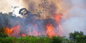 $100K Crypto Donation to Amazon Rainforest Charity Blocked By BitPay
