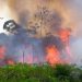 $100K Crypto Donation to Amazon Rainforest Charity Blocked By BitPay