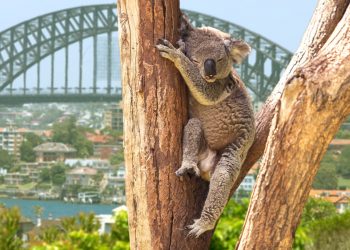 CommBank Develops Blockchain Marketplace to Boost Sustainable Development, Biodiversity