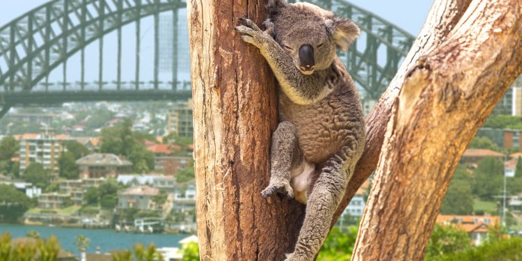 CommBank Develops Blockchain Marketplace to Boost Sustainable Development, Biodiversity