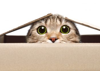 New Malware Miner Sneakily Hides When Task Manager Is Open