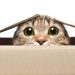 New Malware Miner Sneakily Hides When Task Manager Is Open