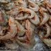 Top US Food Co-Op to Track Seafood Using Mastercard’s Blockchain Tech