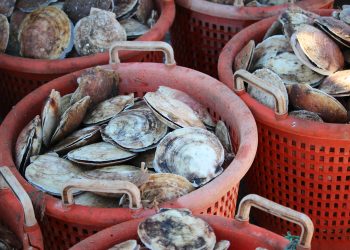 Shellfish Plant Is Putting Scallops on IBM’s Food Tracking Blockchain