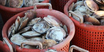 Shellfish Plant Is Putting Scallops on IBM’s Food Tracking Blockchain