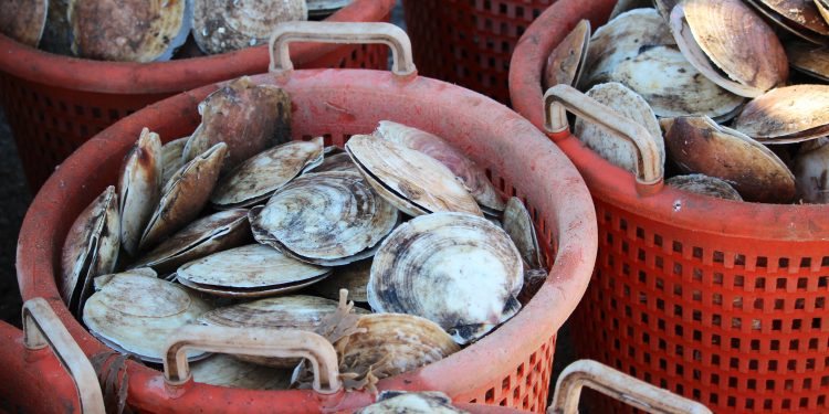 Shellfish Plant Is Putting Scallops on IBM’s Food Tracking Blockchain