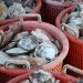 Shellfish Plant Is Putting Scallops on IBM’s Food Tracking Blockchain