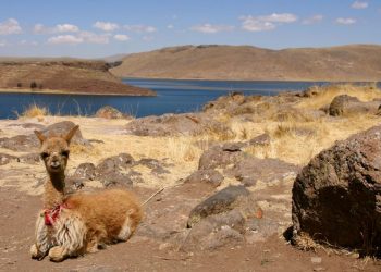 Peru’s Interbank set to use Ripple’s ODL for payment service |