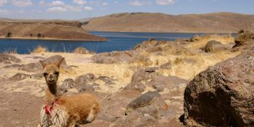 Peru’s Interbank set to use Ripple’s ODL for payment service |