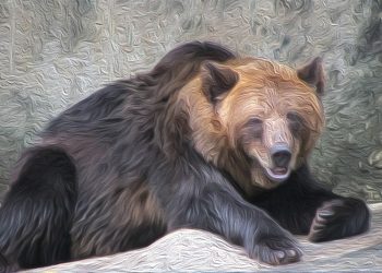 BTC, ETH, XRP Still Bearish |