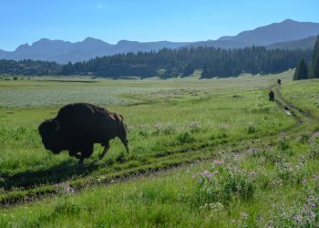 Blockchain Capital Leads $25M Funding Round for Libra Member Bison Trails