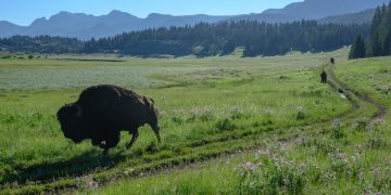 Blockchain Capital Leads $25M Funding Round for Libra Member Bison Trails