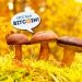 Decentralization Philosophy – Does Crypto Still Need Catalysts?