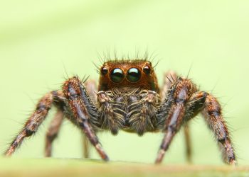 MIT Develops ‘Spider’ Tech to Enable More Efficient Off-Chain Crypto Transactions