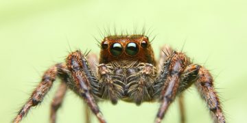 MIT Develops ‘Spider’ Tech to Enable More Efficient Off-Chain Crypto Transactions