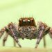 MIT Develops ‘Spider’ Tech to Enable More Efficient Off-Chain Crypto Transactions