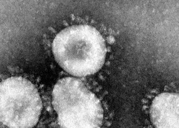 Coronavirus Hits US Stocks, Bitcoin Climbs, Haven Status Unclear