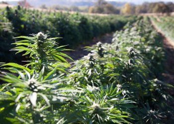 Vermont Turns to Home-Grown Blockchain Company to Track Hemp With Ethereum