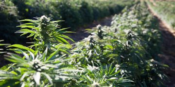 Vermont Turns to Home-Grown Blockchain Company to Track Hemp With Ethereum