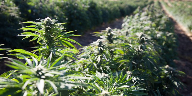 Vermont Turns to Home-Grown Blockchain Company to Track Hemp With Ethereum