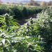 Vermont Turns to Home-Grown Blockchain Company to Track Hemp With Ethereum