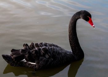 US Intelligence Officials Are Funding Research on Dollar-Crushing ‘Black Swan’ Events