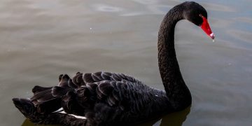 US Intelligence Officials Are Funding Research on Dollar-Crushing ‘Black Swan’ Events