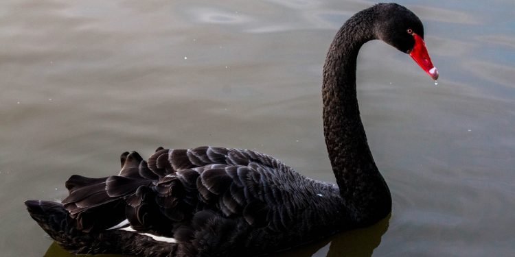 US Intelligence Officials Are Funding Research on Dollar-Crushing ‘Black Swan’ Events